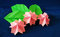 Free Paper Sakura Royalty Free Stock Images - 17935499