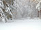 Free Forest With Icy Pond Stock Photos - 17967663