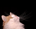 Free Cat Looking Up Royalty Free Stock Photos - 17983968