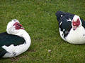 Free Two Geese Relaxing In The Grass Royalty Free Stock Photo - 184545