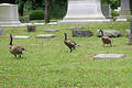 Free Graveyard Geese 2 Stock Photo - 186230