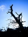 Free Tree Royalty Free Stock Photos - 186318