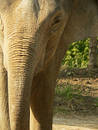 Free Close Crop Of Asian Elephant Royalty Free Stock Image - 188296