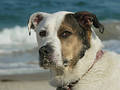 Free Dod With Sandy Nose Royalty Free Stock Images - 188299