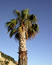 Free Coconut-tree Royalty Free Stock Photography - 181717