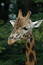 Free Giraffe Stock Photography - 188952