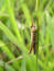 Free Grasshopper Stock Images - 189164