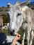 Free Donkey 1 Royalty Free Stock Images - 189359