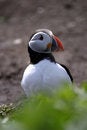 Free Puffin (Fratercula Arctica) Royalty Free Stock Photography - 1806627