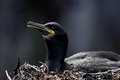 Free Common Shag (Phalacrocorax Aristotelis Stock Image - 1806671