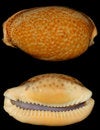 Free Brown Doted Snail Shell Looks Like A Leopard Stock Image - 1806701