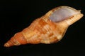Free Baby Version Of The Biggest Greek Snail Shell Stock Images - 1806704