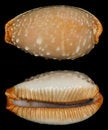Free Brown Snail Shell With Naps Royalty Free Stock Photo - 1806755
