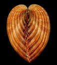 Free Heart Snail Shell Stock Photography - 1806842