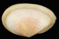 Free Fine White Shell On Black Backgroung Royalty Free Stock Photos - 1806868