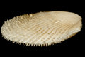 Free White Shell With Spikes Royalty Free Stock Photos - 1806888