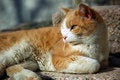 Free Relaxing Cat (2/2) Stock Photos - 1808613
