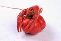 Free Lobster On A Tomato Stock Images - 1809244