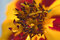 Free Orange Flower Interior Stock Photography - 1802092
