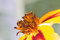 Free Orange Flower Interior Royalty Free Stock Image - 1802096