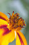 Free Orange Flower Interior Stock Photography - 1802102