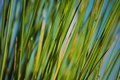 Free Grass Close-up Stock Photo - 18013100
