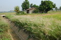 Free Countryside Wooden House Royalty Free Stock Image - 1810286