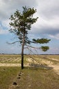 Free Solitude Tree Stock Images - 1810744