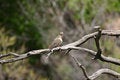 Free Mourning Dove Royalty Free Stock Image - 1815326
