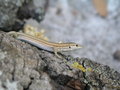Free Lizard On Wood Royalty Free Stock Images - 1816509