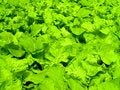 Free Hydroponic  Vegetable  07 Stock Photo - 1817110