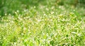 Free Morning Dew In Grass Royalty Free Stock Photos - 1817978