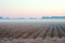 Free Looking Over The Field Royalty Free Stock Images - 1812919