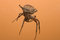 Free Spider And Its Web Stock Photo - 1812920