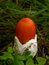 Free Small Red Caesarian Mushroom Royalty Free Stock Image - 1816166
