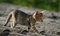 Free Cat Royalty Free Stock Photo - 1817165