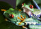 Free Two Frog Stock Image - 1819421