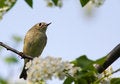 Free Ruby-crowned Kinglet Royalty Free Stock Photos - 18135448