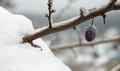 Free Frozen Berry Stock Photography - 1821412
