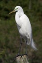 Free Great Egret 3 Royalty Free Stock Photo - 1826285