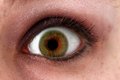 Free Eye 11 Royalty Free Stock Images - 1826319