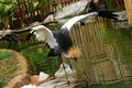 Free Wildlife In The Parks Stock Photography - 1826602
