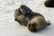 Free Seal Pup Stock Photography - 1824402