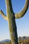 Free Saguaro Stock Images - 1825264