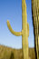 Free Saguaro Stock Photo - 1825270