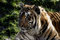 Free Amur Tiger Royalty Free Stock Photos - 1827908