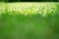 Free Green Grass Royalty Free Stock Photo - 18283025