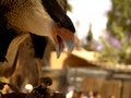 Free Caracara Royalty Free Stock Photography - 1831037