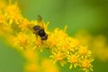 Free Black Fly On Yellow Flowers Stock Photo - 1834940