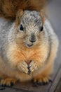 Free Cute Squirrel Closeup Stock Photo - 1839200